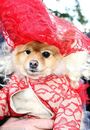 New York City Canines Get Into The Halloween Spirit